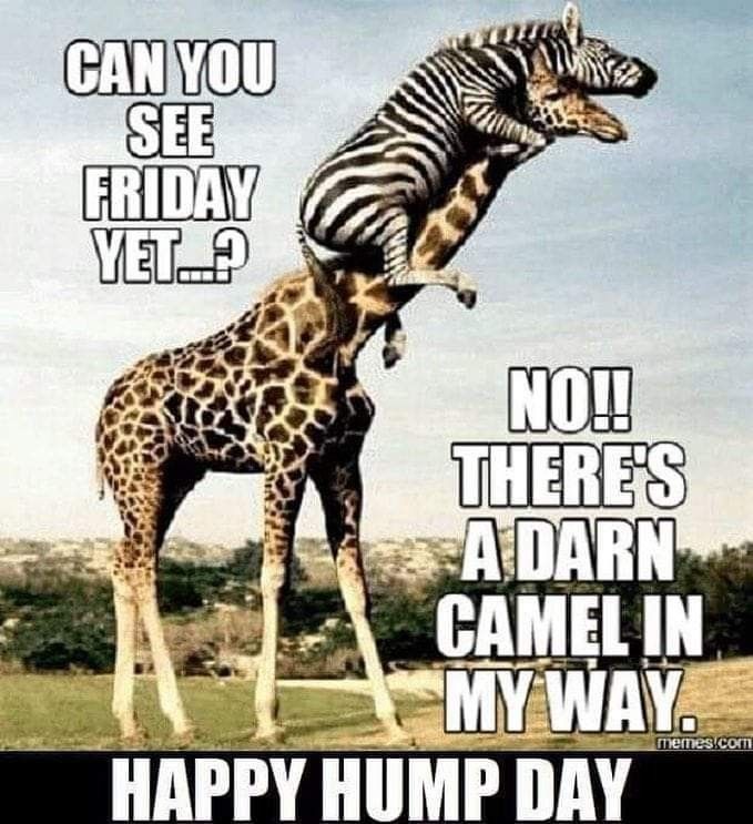 Happy Humpday Quotes, Funny Wednesday Memes, Hump Day Meme, Funny Wednesday Quotes, Hump Day Quotes, Wednesday Memes, Wednesday Hump Day, Hump Day Humor, Wednesday Humor