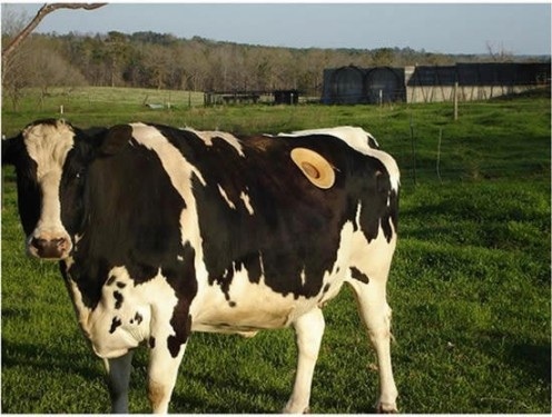 a black and white cow standing on top of a lush green field