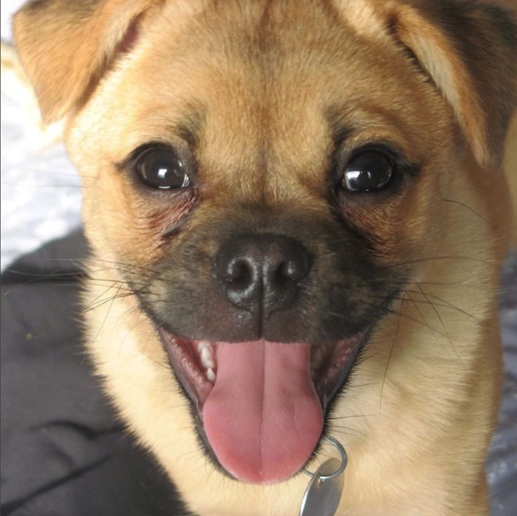 a close up of a small dog with its tongue out and it's mouth open