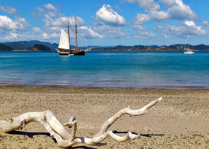 there is a driftwood tree on the beach with boats in the water behind it