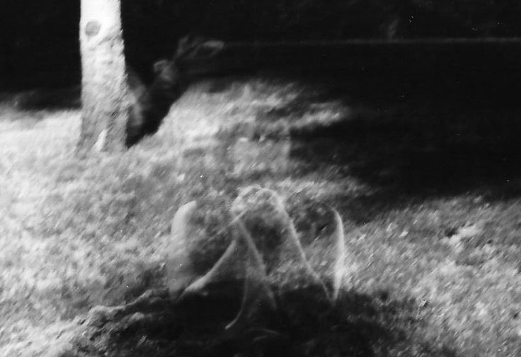 a black and white photo of an animal in the grass next to a dead tree