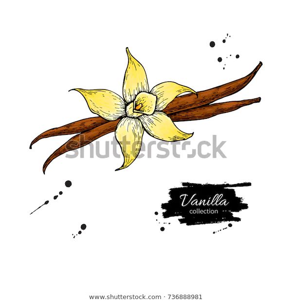 vanilla flower and cinnamon sticks with watercolor splashes on white background stock photo, royalty illustration