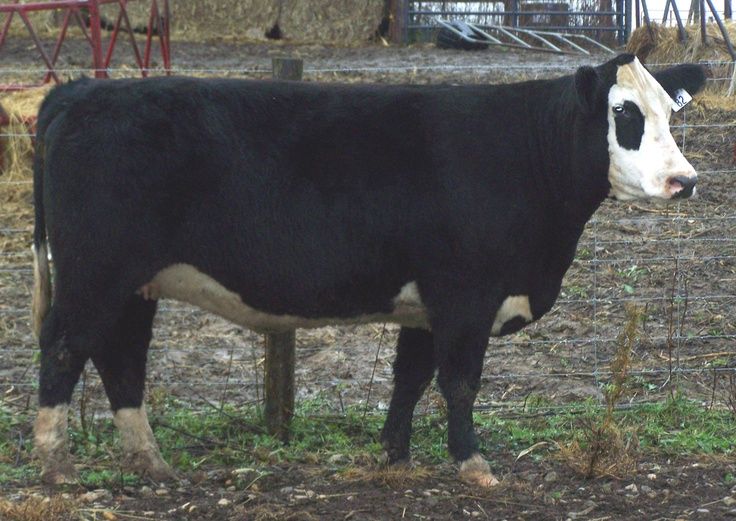 a black and white cow standing on top of a dirt field next to a fence