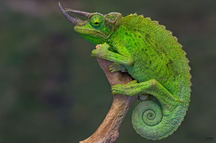 a green chamelon sitting on top of a tree branch with its tail curled up