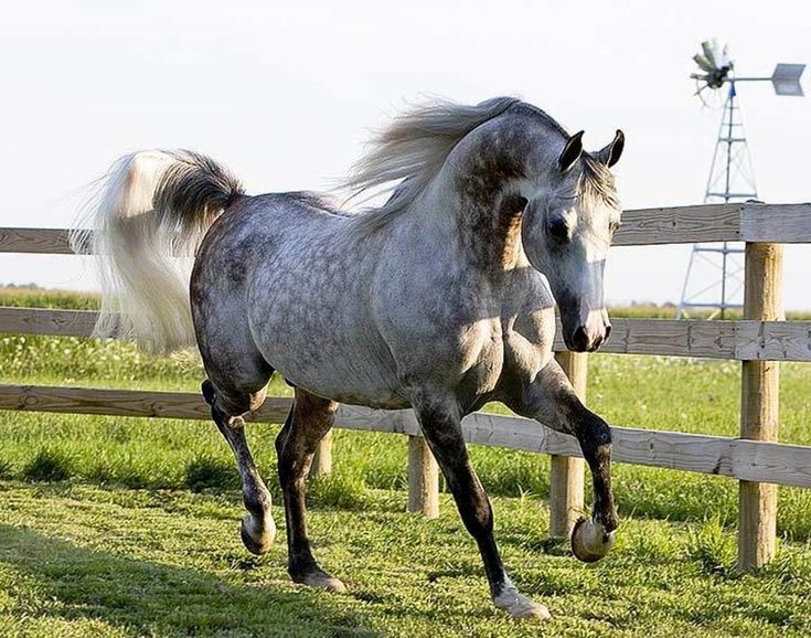 two horses are running in the grass near a fence