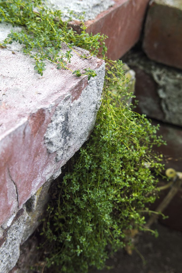 moss growing on the side of a brick wall in front of a pile of bricks