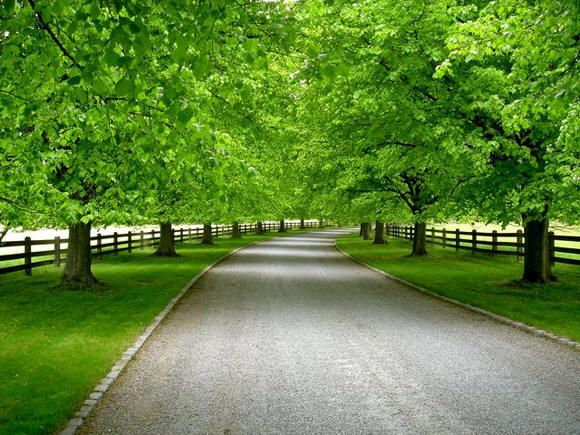 an empty road surrounded by lush green trees