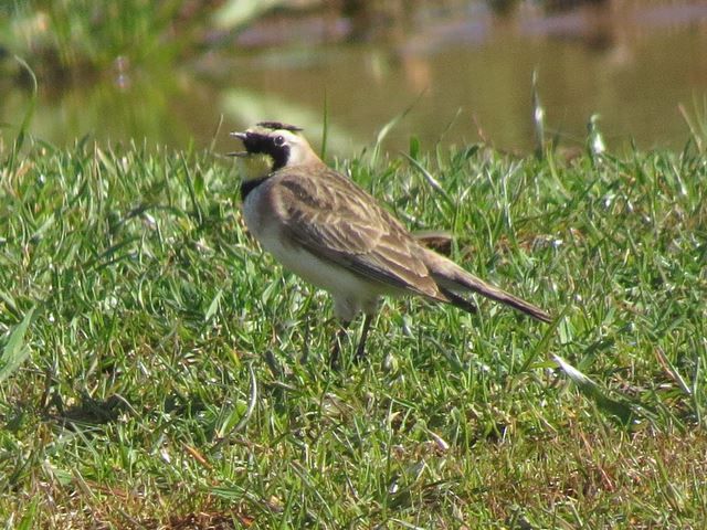 a small bird standing in the grass near water