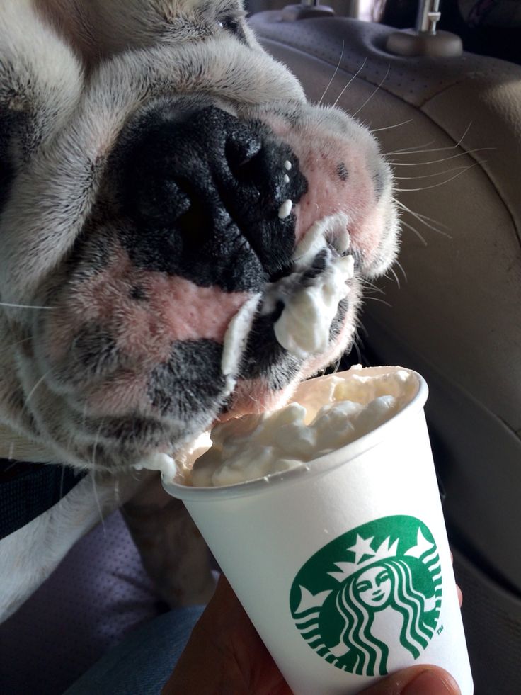 a close up of a dog eating food from a cup