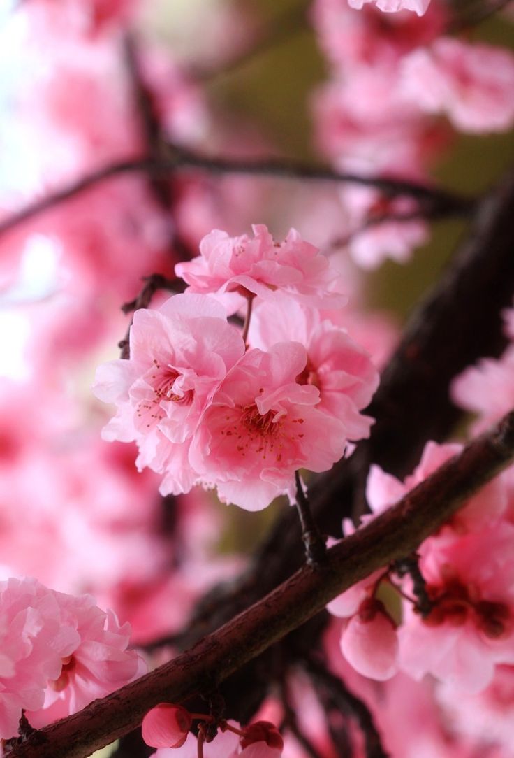 pink flowers are blooming on a tree branch