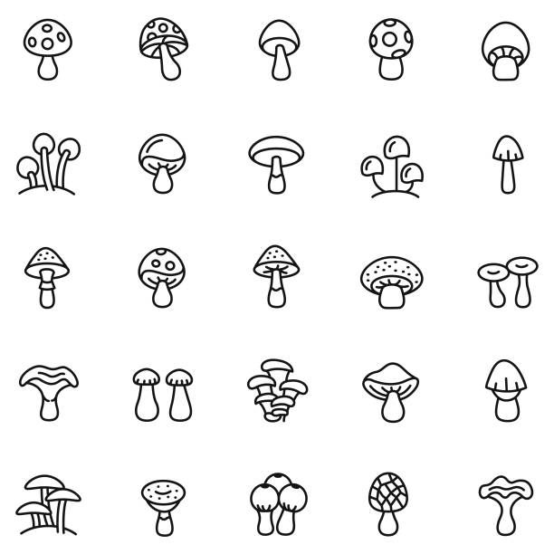 the different types of mushrooms are shown in black and white, with one line drawing