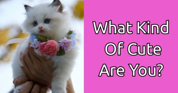 What Kind Of Cute Are You? - GetFunWith #quiz #quizzes #personalityQuiz #funQuiz Getfunwith Quiz, Cute Quizzes, Cute People, Dog Personality, Fun Quiz, Fun Quizzes, Personality Quiz, Do You Know What, Pretty And Cute