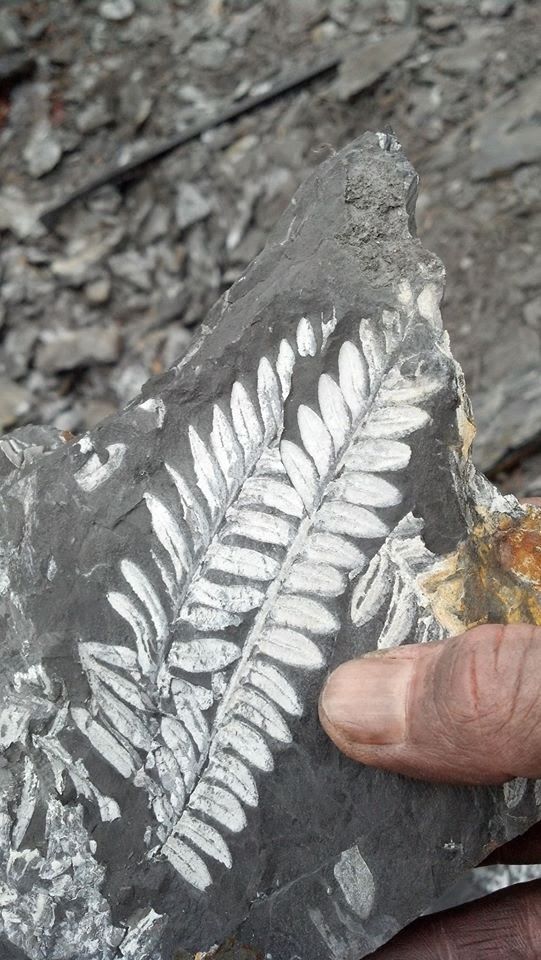 Digging for Fern Fossils: Saint Clair, Pennsylvania in 2023 | Fossils, Fossil  hunting, Rocks and fossils