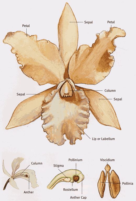 the parts of a flower are shown in this drawing