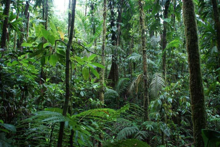 the jungle is full of trees and plants with lots of green leaves on their tops