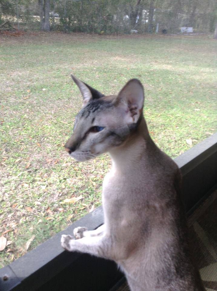 a cat sitting on top of a window sill next to a grass covered field