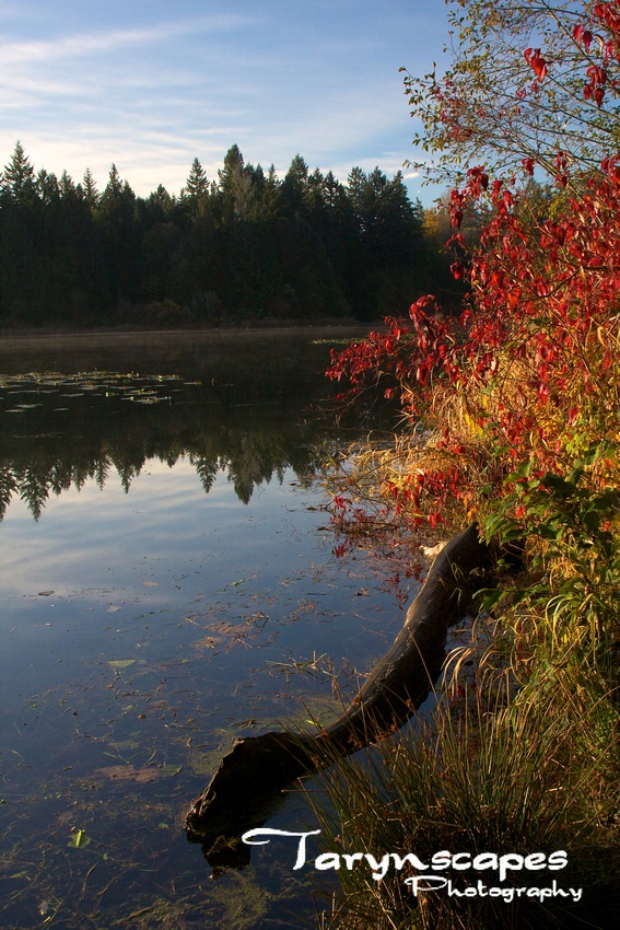 an animal is standing in the water next to some bushes and trees with red leaves