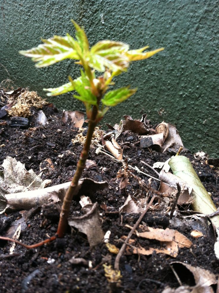 a small green plant sprouts out of the ground in front of a wall