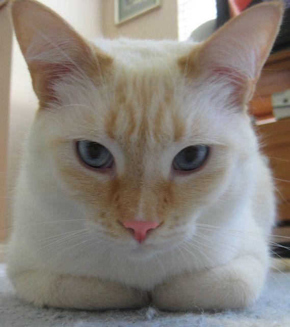 an orange and white cat with blue eyes laying on the floor looking at the camera