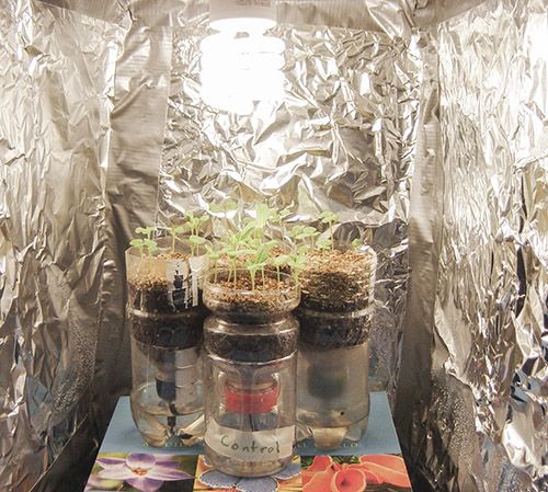 there are many plants growing in small jars on the table with tin foil over them