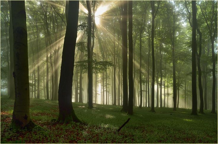 sunlight shining through the trees in a forest