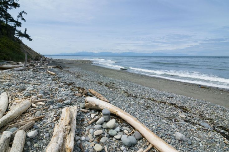 driftwood and rocks on the beach near the ocean