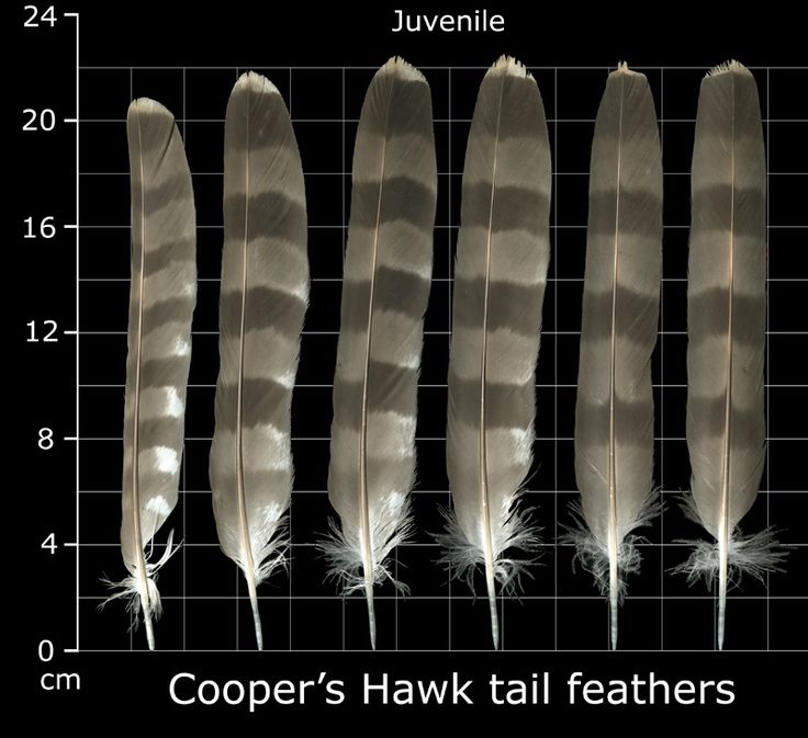 four feathers are shown on a grid with the same length as each feather, and one is