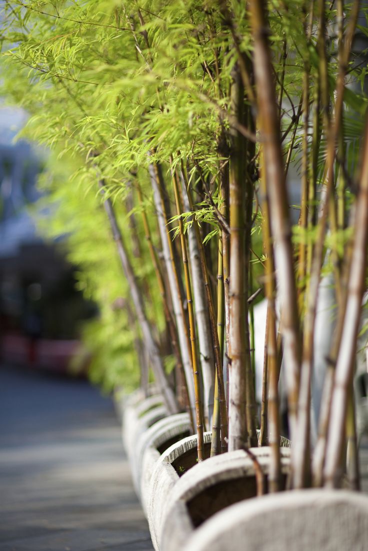 there are many small trees in the planters