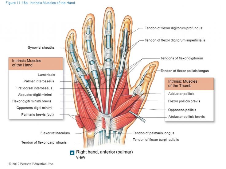 Related image | Hand muscles, Hand anatomy, Upper limb anatomy