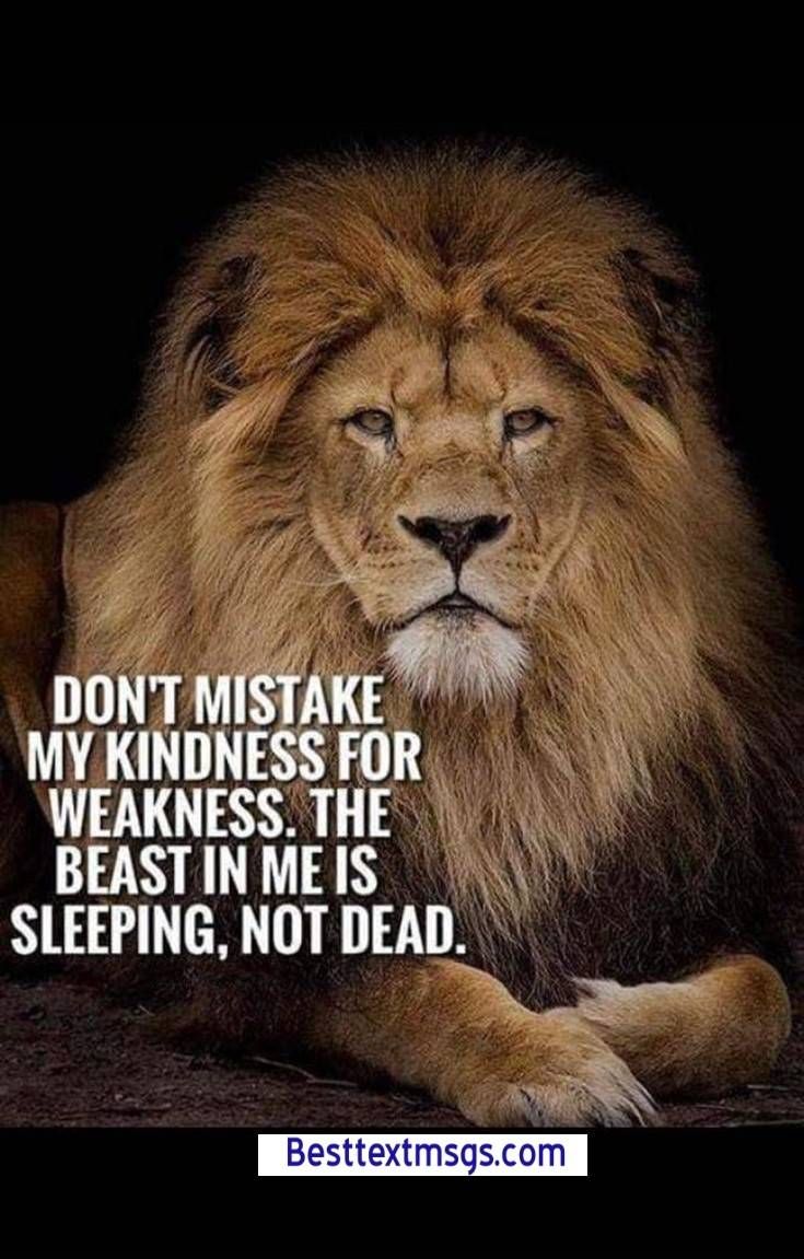 Lion Quotes Images FREE Download. “If ever you feel like an animal among men, be a lion.” ― Criss Jami. My soul is among lions.... Lion Quotes, Funny Relationship Quotes, 25th Quotes, Super Funny Quotes, Lion Images, Lion Pictures, Warrior Quotes, Life Thoughts, Short Inspirational Quotes