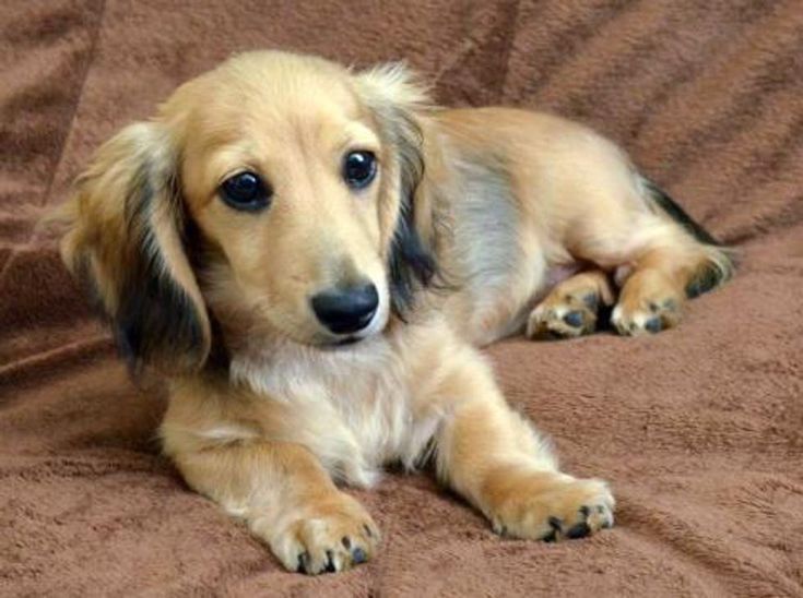 a small brown dog laying on top of a bed