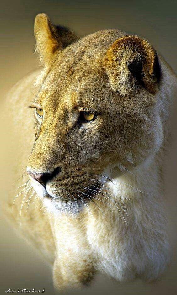 a close up photo of a lion's face