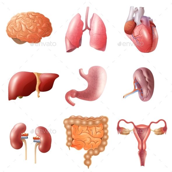 Different flat human organs set with brain heart lungs stomach bowels ...