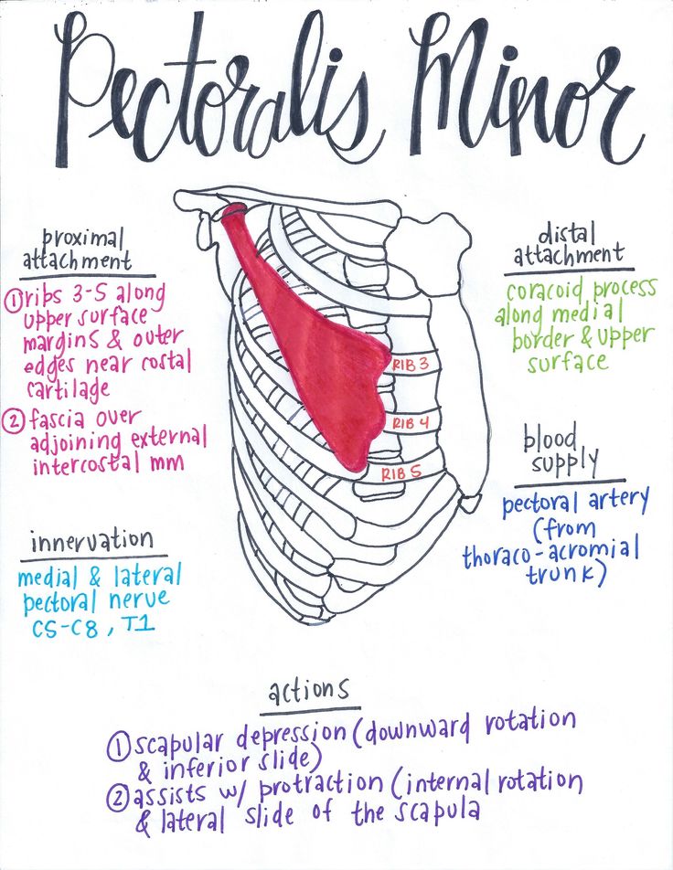 Pectoralis Minor Muscle Chart, Muscular Anatomy, Upper Limb Anatomy, Muscular System Anatomy, Anatomy 101, Physical Therapy School, Visual Learner, Physical Therapy Student, Physical Therapy Assistant