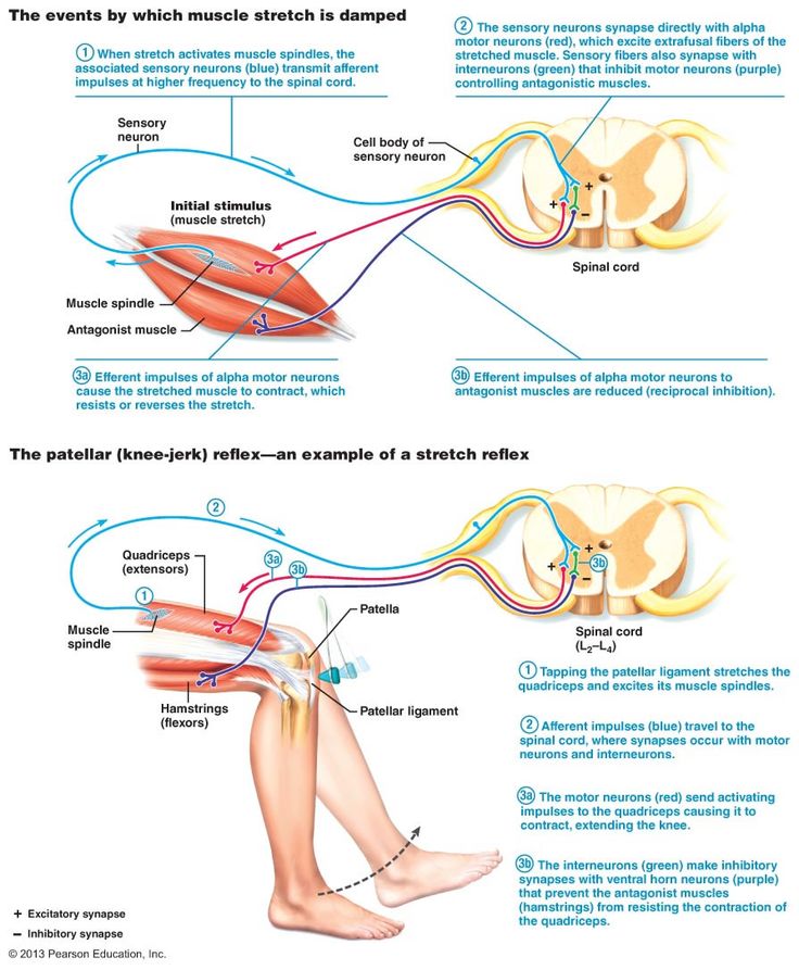 Proprioception and Types of Reflexes | Human anatomy and physiology ...