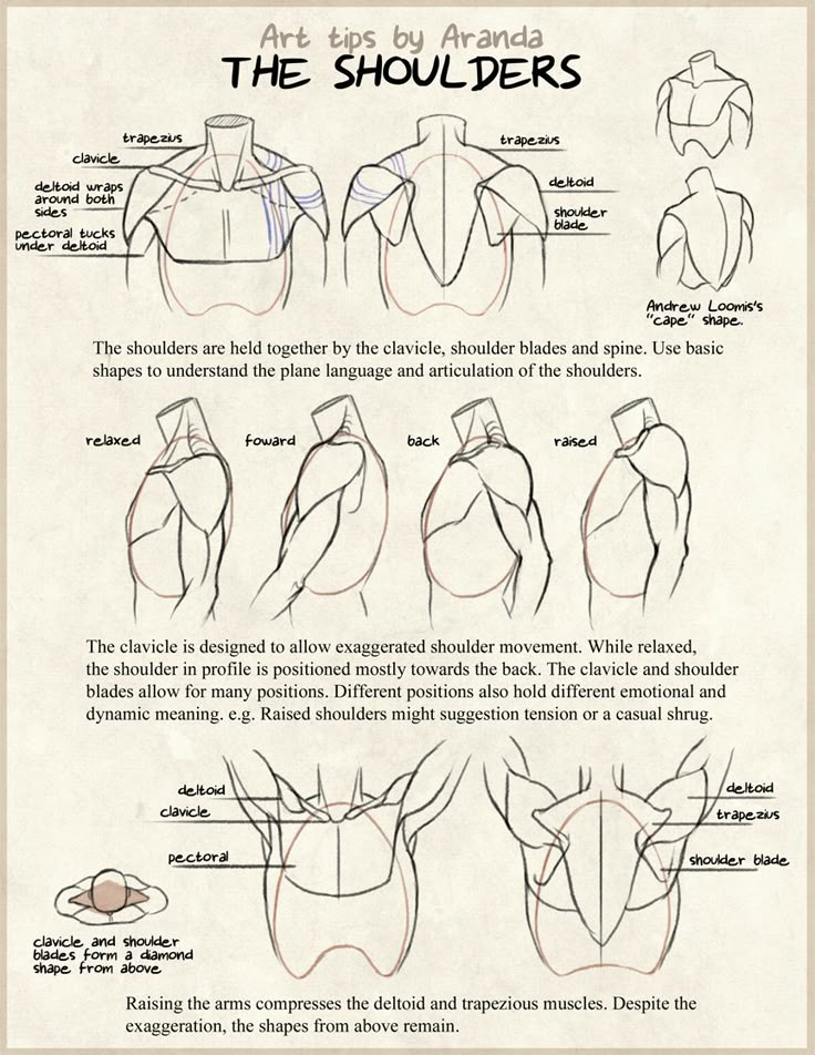 an image of the shoulder diagram with instructions on how to draw it and how to use it