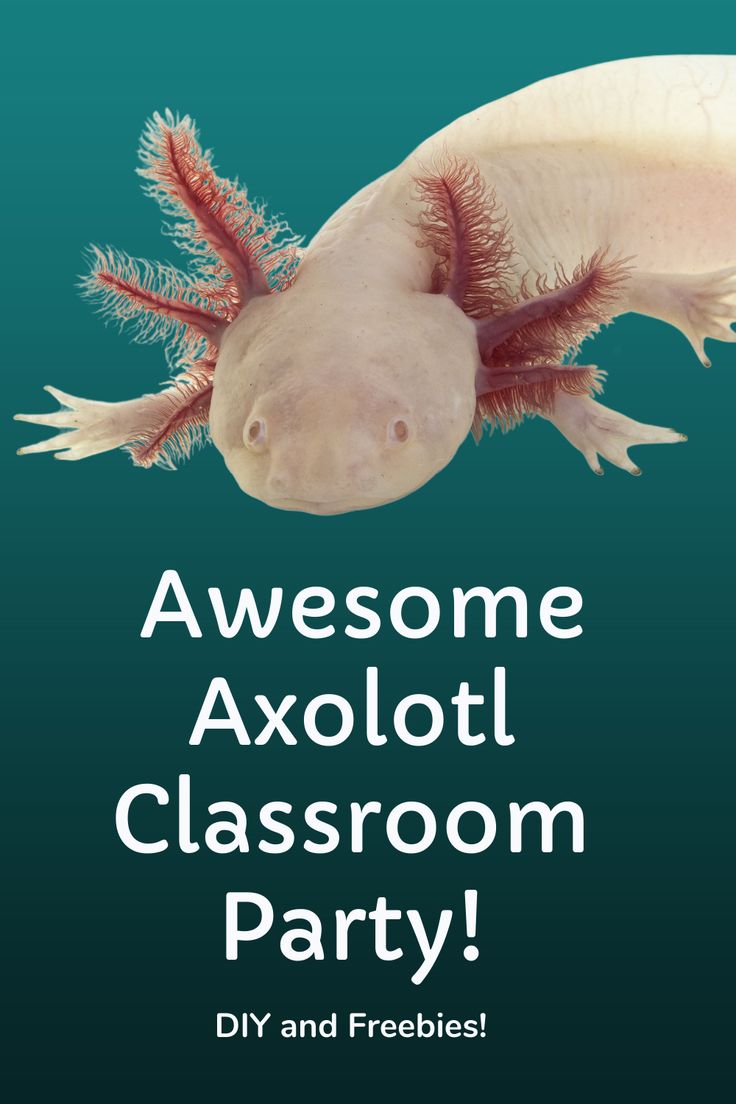 Awesome Axolotl Classroom Party in 4 Simple Steps! | Classroom party ...