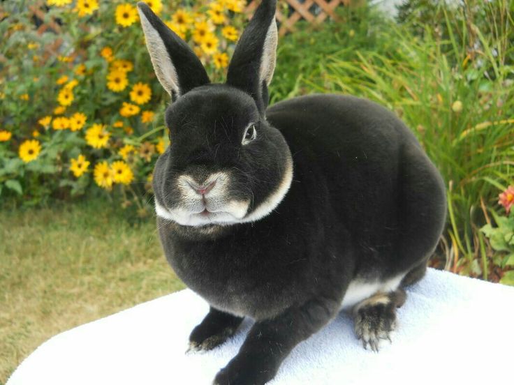 a small black rabbit sitting on top of a white surface in front of some flowers