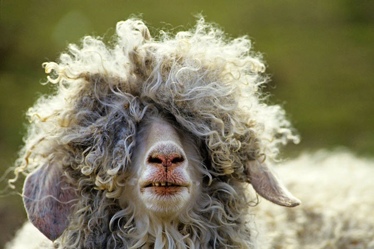 a sheep with curly hair is shown in the middle of a quote that reads girls with curly hair wake up like this