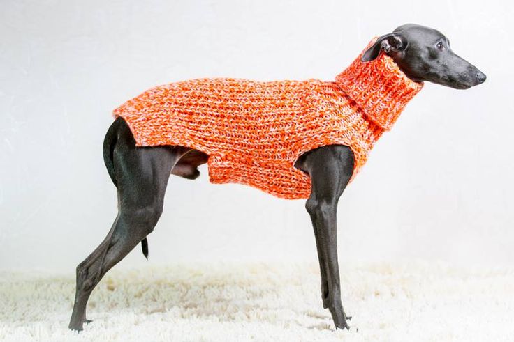 a black dog wearing an orange sweater standing on top of a white carpeted floor