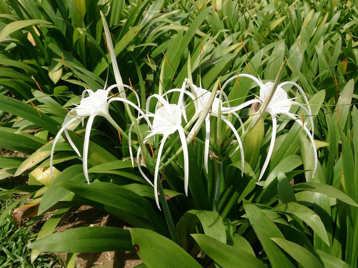 some white flowers are growing in the grass