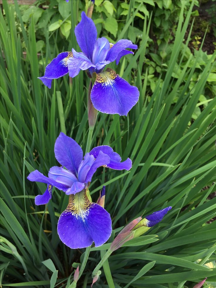 two blue flowers are blooming in the garden