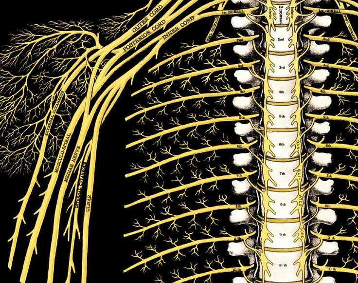 The Spine and Spinal Nerves Poster 24 X 36 | Etsy | Spinal nerve ...