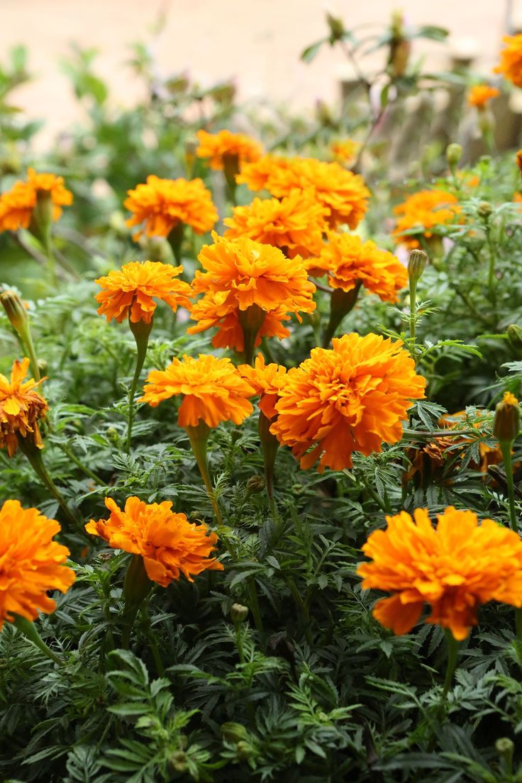 some yellow flowers are growing in the grass