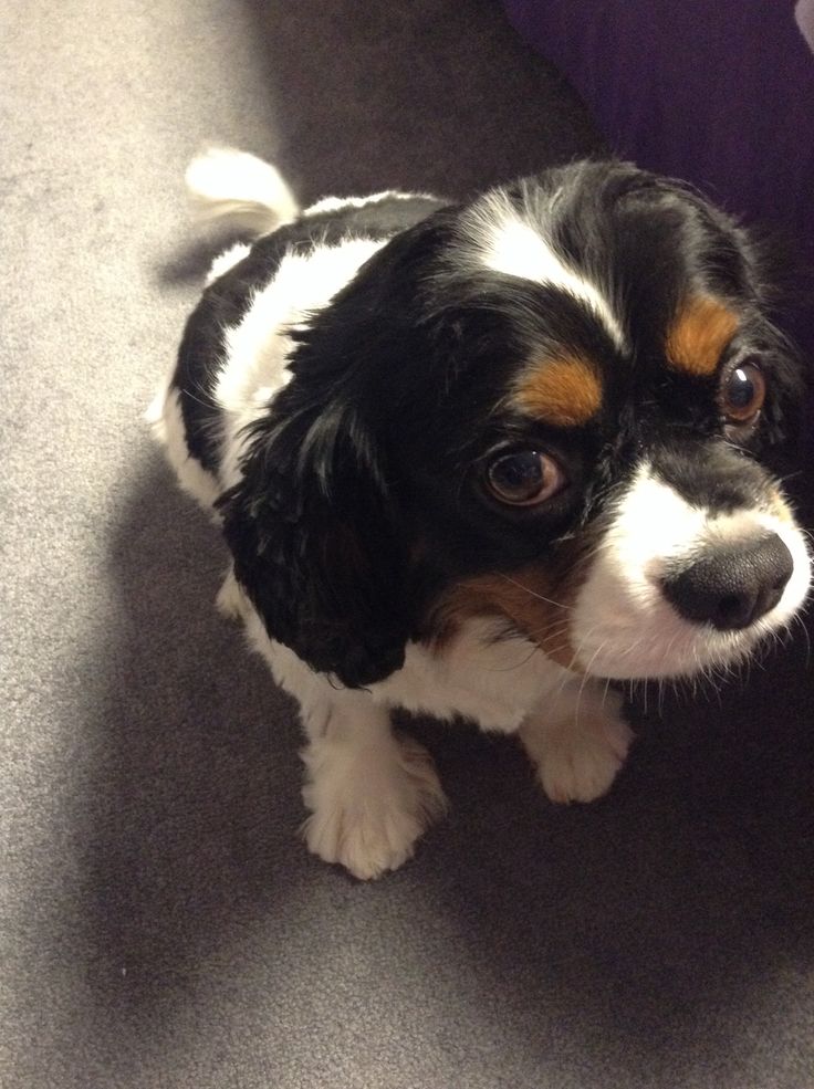 a small black and white dog sitting on the floor