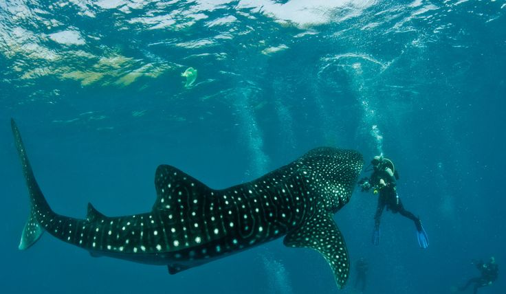 a large whale swimming in the ocean with two people snorng about behind it