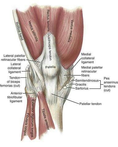 the muscles are labeled in this diagram