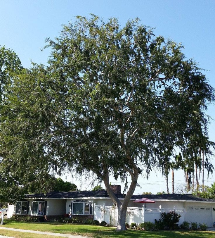 a large tree in front of a house