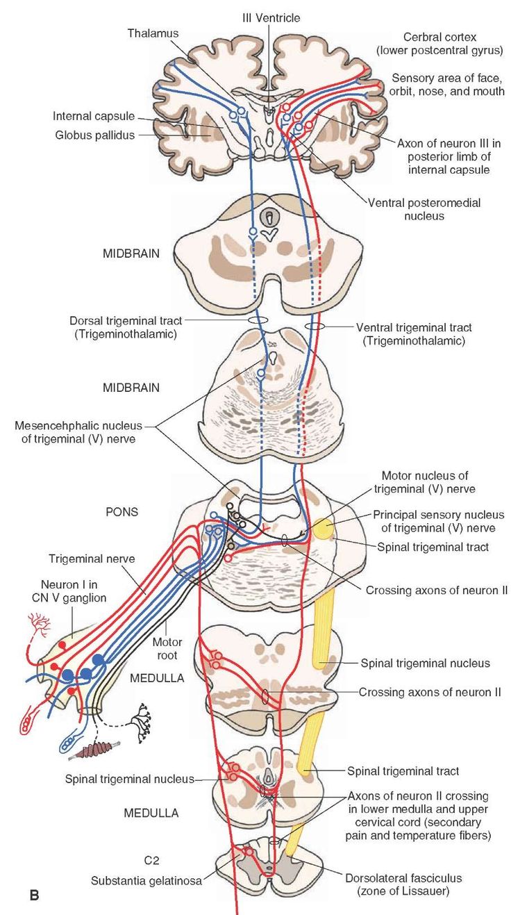 an image of the human body and its major branches, including blood vessels, nervous system,