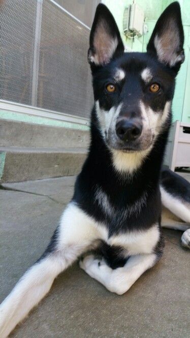 a black and white dog laying on the ground next to a door with it's front paws up